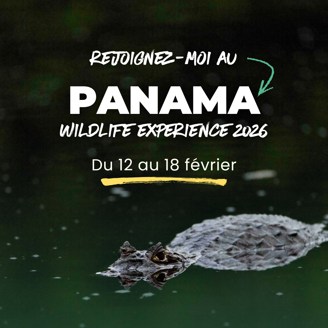 Caïman nageant à fleur d’eau dans la mangrove – Panama Wildlife Experience.