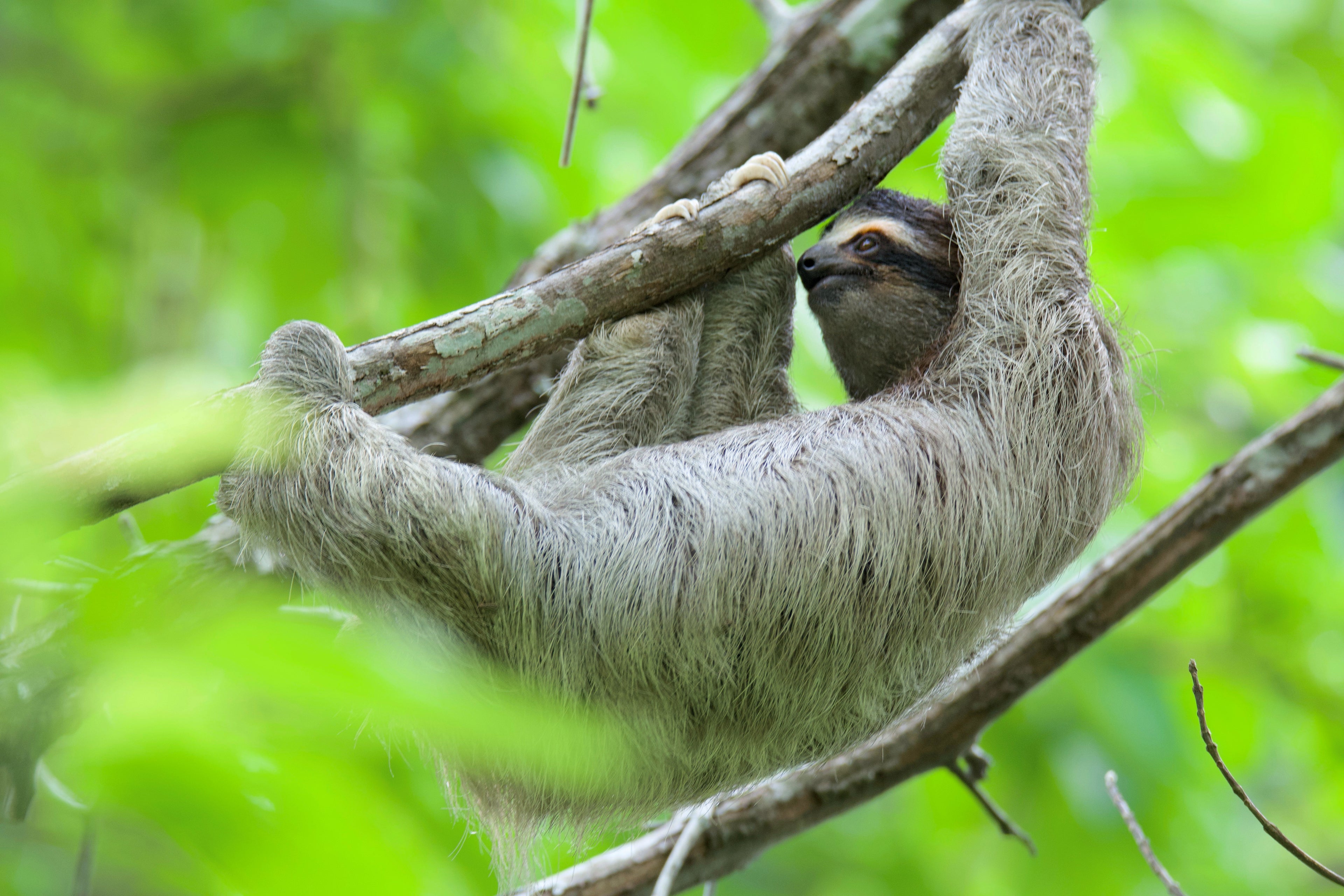 Paresseux à trois doigts suspendu à une branche dans la forêt tropicale de Panama.
